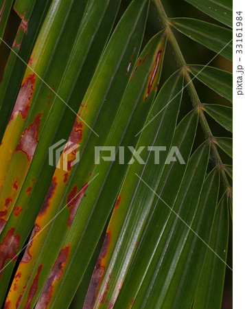 palm leaves detail close-up with dark background palm leaves detail close-up with dark background 33161984