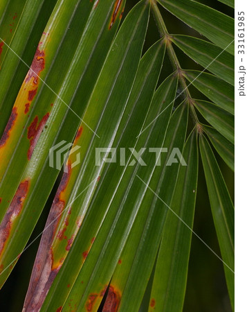 palm leaves detail close-up with dark background 33161985