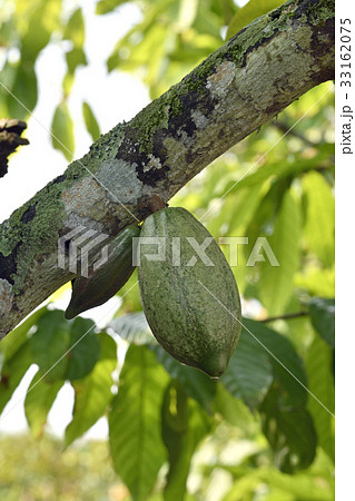 木に生るカカオの果実 33162075
