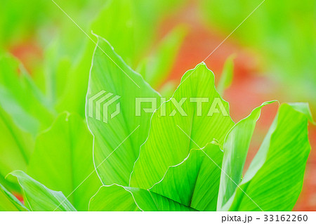 自然 天然 ナチュラル 33162260