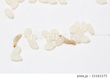 ノシメマダラメイガの幼虫(お米に発生する代表的な虫) ノシメマダラメイガの幼虫(お米に発生する代表的な虫) 33162375