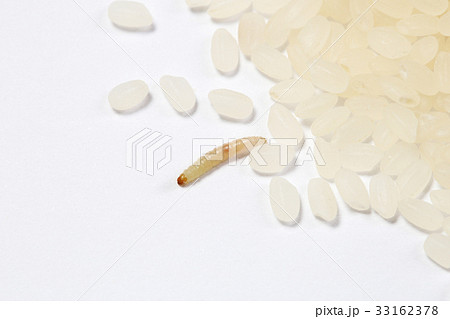 ノシメマダラメイガの幼虫(お米に発生する代表的な虫) 33162378