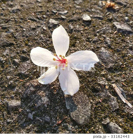 植物 工場 プランツ 33162443