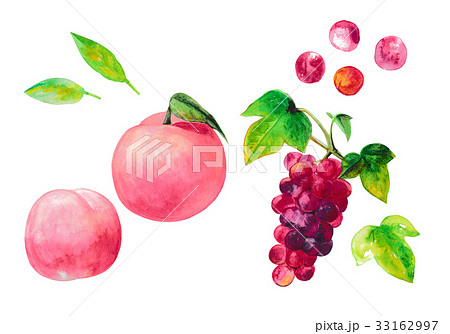 ヘレンド ペインター直筆 図案 原画 水彩画 果物 桃とぶどう 植物画 