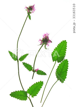 purple betony (Betonica officinalis) 33163510