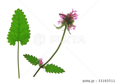 purple betony (Betonica officinalis) 33163511