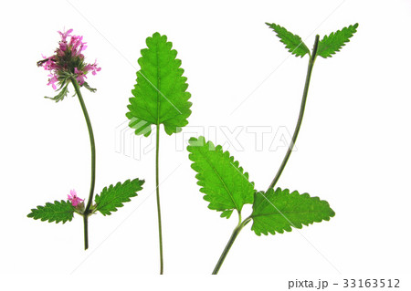 purple betony (Betonica officinalis) 33163512