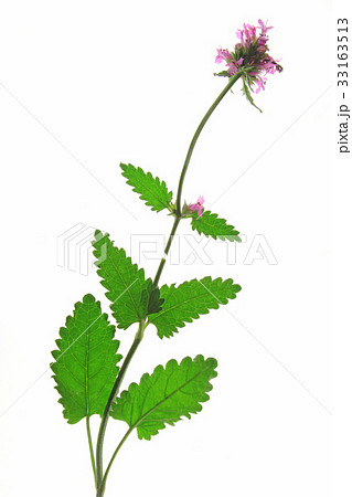 purple betony (Betonica officinalis) 33163513