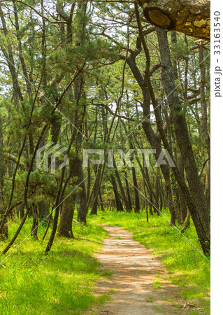 佐賀　唐津　虹の松原 33163540