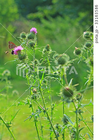 thistle (Cirsium vulgare) 33163586