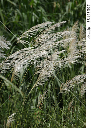 ヨシ リード 葦 33163597