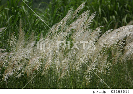 ヨシ リード 葦 33163615