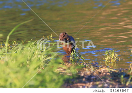 ヌートリア 33163647