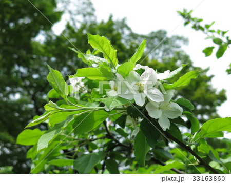 小石川植物園にあるニュートンのリンゴの花(ケントの花) 小石川植物園にあるニュートンのリンゴの花(ケントの花) 33163860