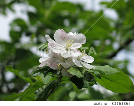 小石川植物園にあるニュートンのリンゴの花 ケントの花 の写真素材