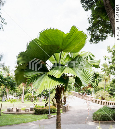 little pame tree little pame tree 33163898