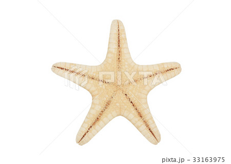 Starfish 33163975