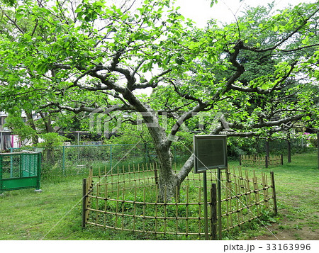 小石川植物園にあるニュートンのリンゴの木（ケントの花） 33163996