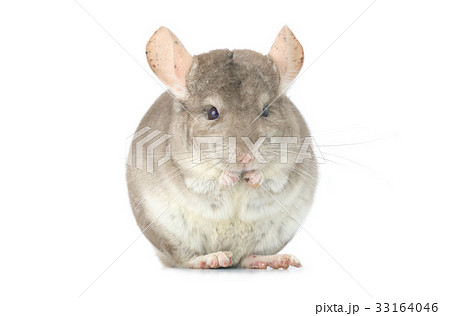 chinchilla 33164046