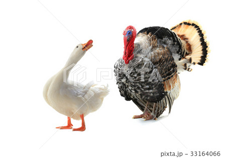 duck and turkey duck and turkey 33164066