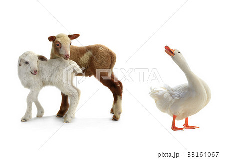duck and sheep 33164067