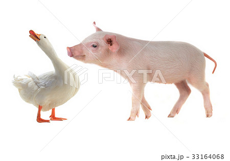 duck and pig duck and pig 33164068