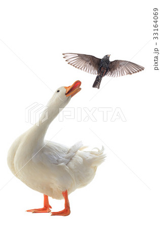 Starling and Duck 33164069