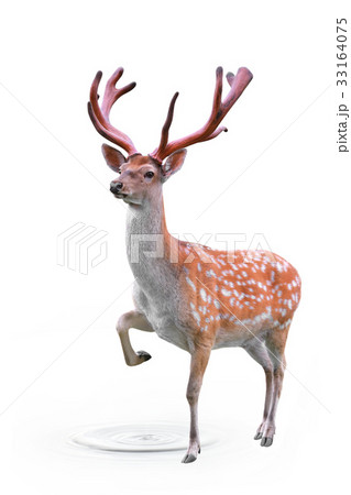 Spotted deer Spotted deer 33164075