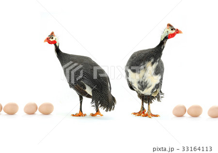Guinea fowl 33164113