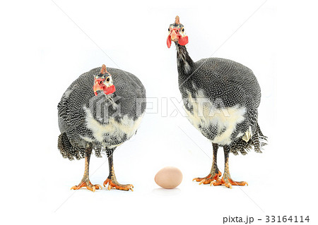 Guinea fowl Guinea fowl 33164114