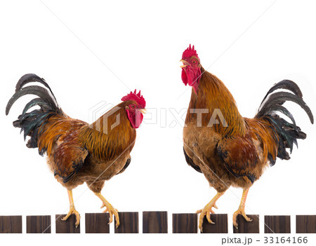 two rooster two rooster 33164166