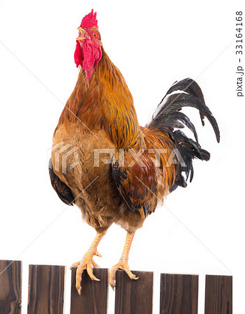 rooster 33164168