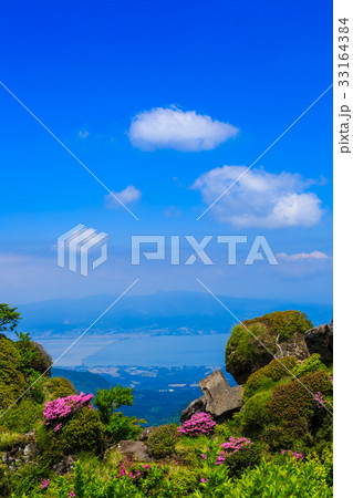 雲仙 立岩の峰 ミヤマキリシマ 雲仙 立岩の峰 ミヤマキリシマ 33164384