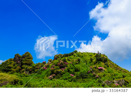雲仙 立岩の峰 ミヤマキリシマ 雲仙 立岩の峰 ミヤマキリシマ 33164387