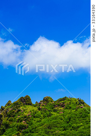 雲仙 立岩の峰 ミヤマキリシマ 雲仙 立岩の峰 ミヤマキリシマ 33164390