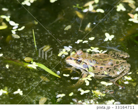 田んぼにいた、ダルマガエル 33164711
