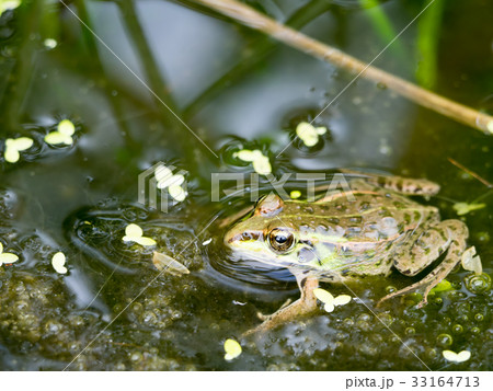田んぼにいた、ダルマガエル 33164713