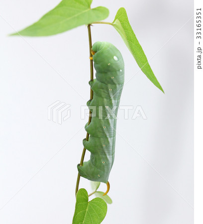 キイロスズメガの幼虫 33165351