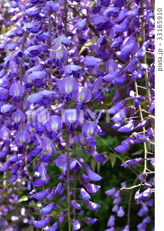 鳥羽の藤　ノダフジ 33165910