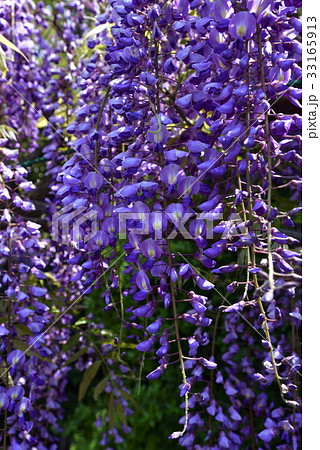 鳥羽の藤　ノダフジ 33165913