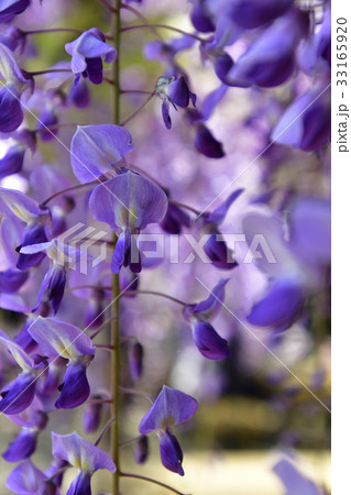 鳥羽の藤　ノダフジ 33165920