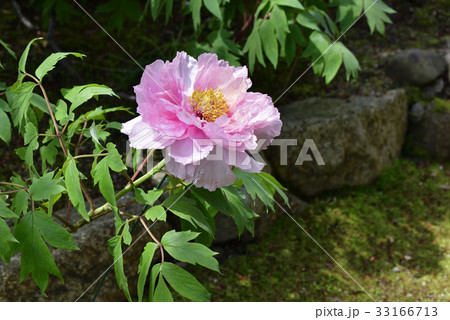 本満寺　牡丹 33166713