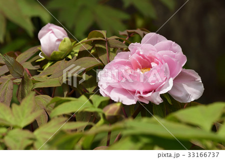 本満寺　牡丹 33166737