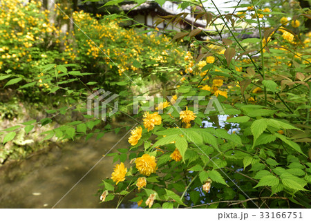 松尾大社　山吹 33166751