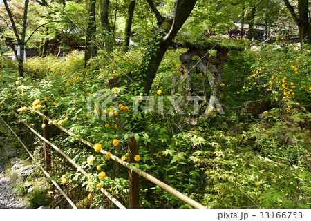 松尾大社　山吹 33166753