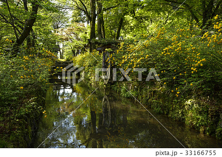 松尾大社　山吹 33166755