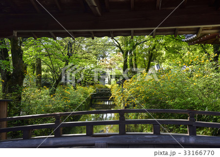 松尾大社 山吹 松尾大社 山吹 33166770