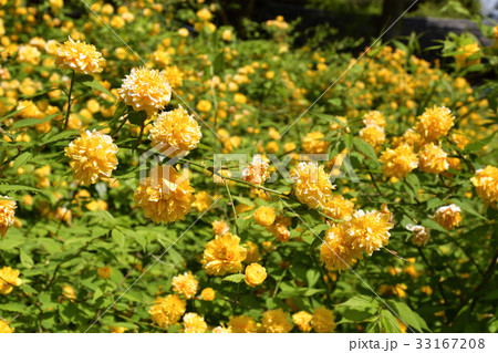 松尾大社　山吹 33167208