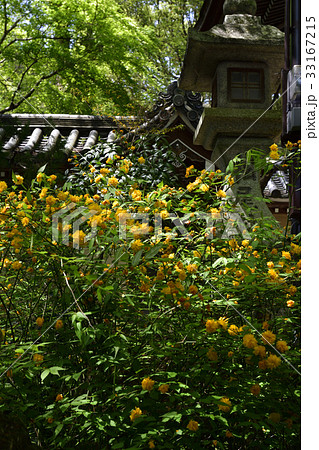 松尾大社 山吹 松尾大社 山吹 33167215