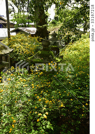 松尾大社 山吹 松尾大社 山吹 33167218